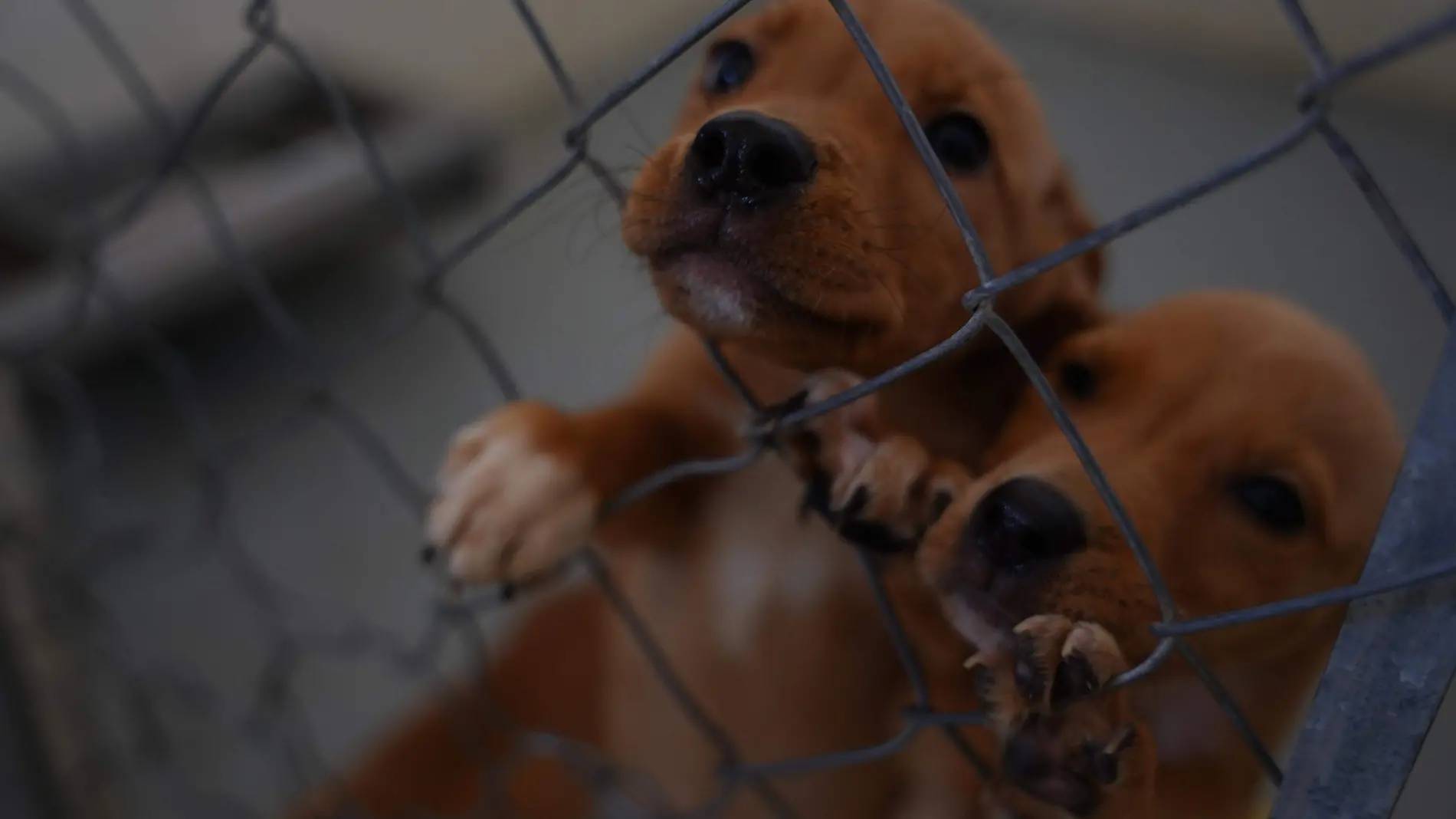 Santuario Milly, una segunda oportunidad de vida